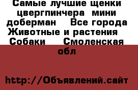 Самые лучшие щенки цвергпинчера (мини доберман) - Все города Животные и растения » Собаки   . Смоленская обл.